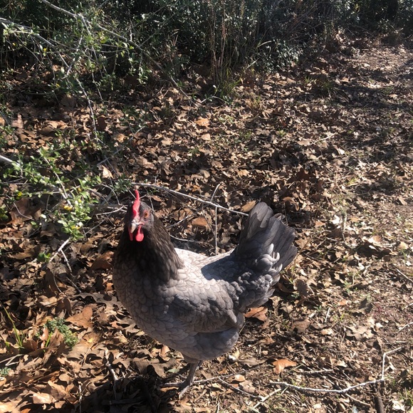 Meet your Posher, Arlene - Picture 2 of 3